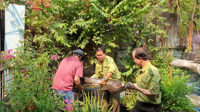 Chi cục kiểm TP.HCM đến để tiếp nhận con trăn từ người dân quận Bình Tân bàn giao