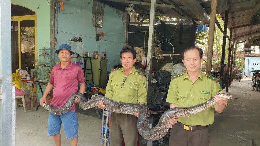 Con trăn nặng khoảng 32kg được tiêm thuốc gây mê trước khi đưa ra khỏi chuồng 