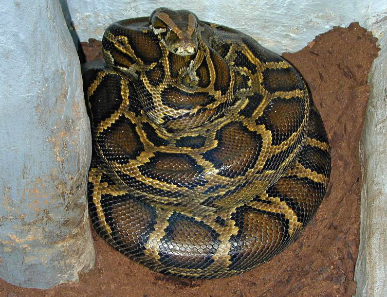Hình ảnh về giống trăn Python Bivittatus (Miến Điện) cắn người đàn ông