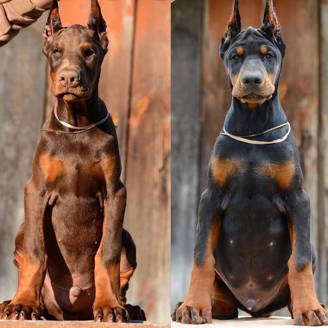 Giống chó hung dữ Doberman (Đức) tấn công V.