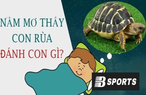 Ngủ mơ thấy rùa đánh con gì để trúng lớn?