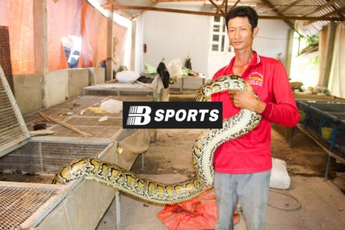 Ý nghĩa của giấc mơ thấy trăn 