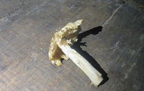 Cây nấm mà gia đình chị ăn phải